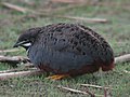 Blue-breasted Quail --- நீலநிறமான காடை