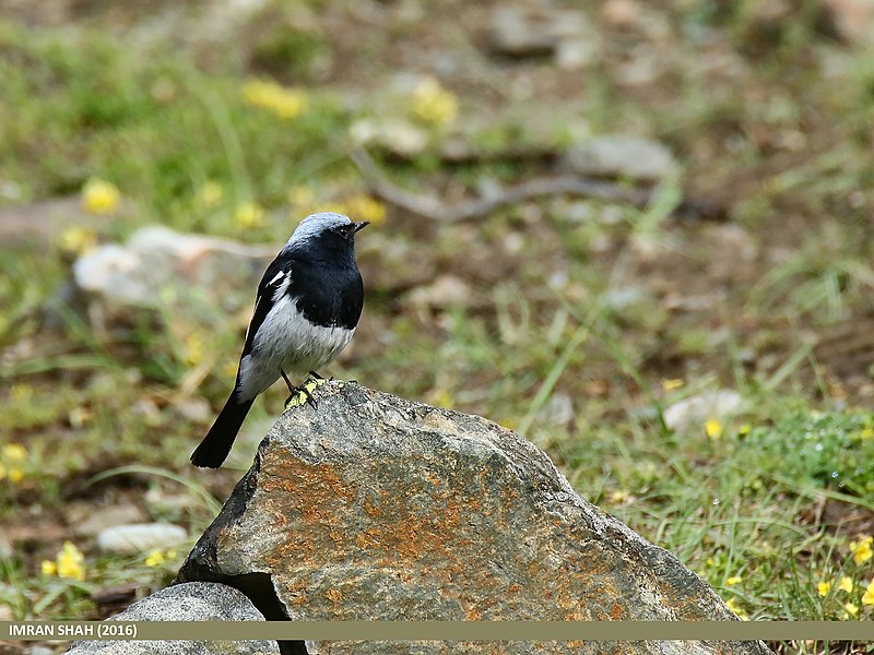 File:Blue-capped Redstart (Phoenicurus caeruleocephala) (32480832204).jpg