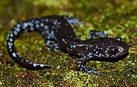 Blue Spotted Salamander (Ambystoma laterale) (44133419344).jpg