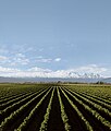 Bodega chakana hacia la montaña.jpg