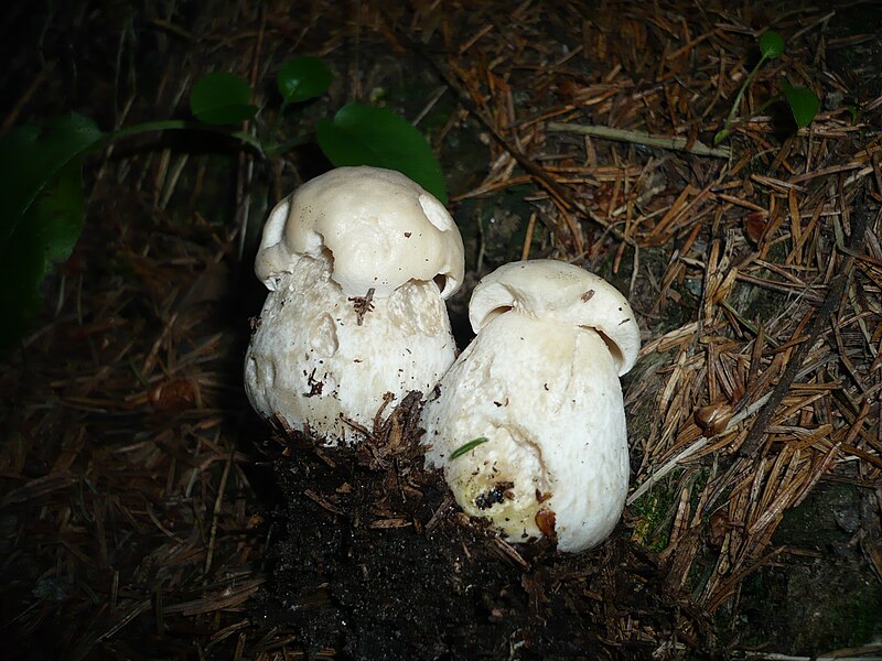 File:Boletus persoonii.jpg