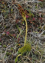 Miniatura per Ophioglossum azoricum