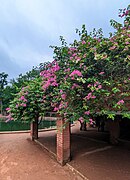 Bougainvillea on arbour