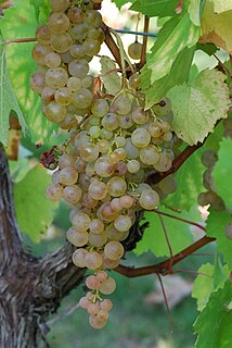 Frankish and Hunnic grape varieties Variety of grape