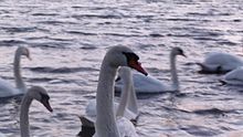 Mute Swans in the Broadmeadow estuary Donabate Broadmeadow swans.JPG