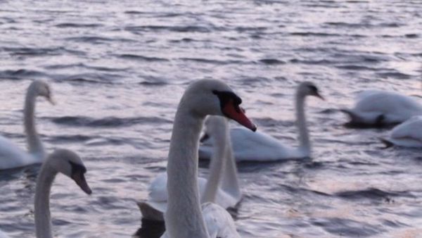 Mute Swans in the Broadmeadow estuary Donabate