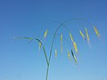 Panicle