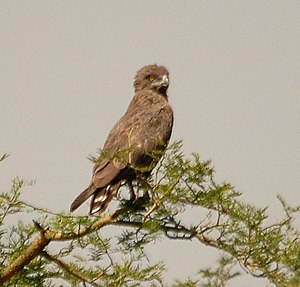 Circaetus Cinereus