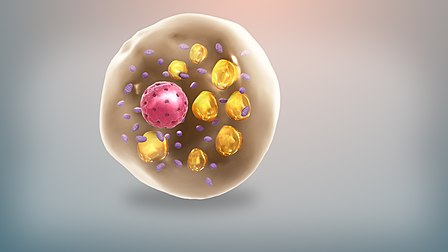 A  brown fat cell.