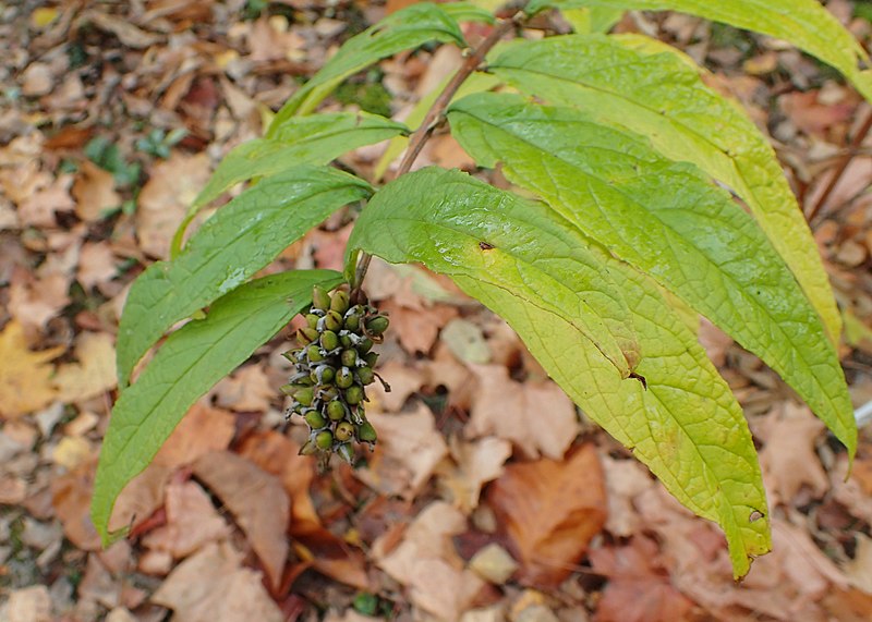 File:Buddleja japonica kz01.jpg