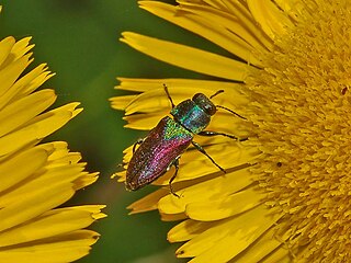 <i>Anthaxia croesus</i> Species of jewel beetle
