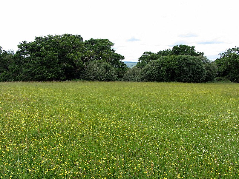 File:Buttercups in hayfield near Woodhead - geograph.org.uk - 4052109.jpg