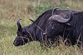 * Nomination African buffalos (Syncerus caffer), Lake Mburo National Park, Uganda --Poco a poco 18:50, 27 May 2024 (UTC) * Promotion Good quality. --El Golli Mohamed 20:28, 27 May 2024 (UTC)