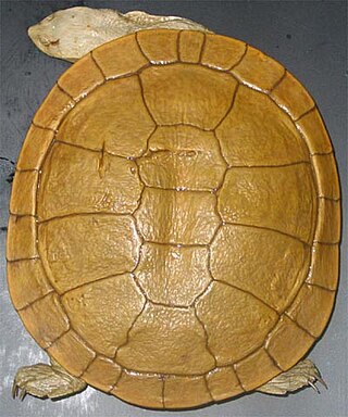 <i>Chelodina steindachneri</i> Species of turtle
