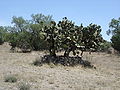 Unknown plant (Cactaceae)