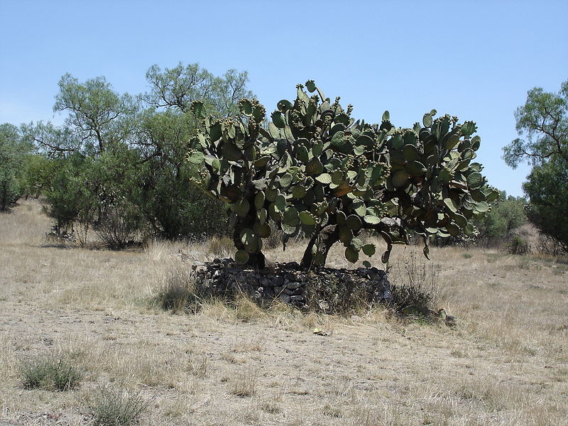 File:CactaceaeAtMexico.jpg