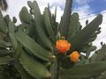 Cactus sans épines cultivé à La Réunion 1