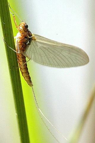 <i>Caenis</i> (mayfly) Genus of mayflies