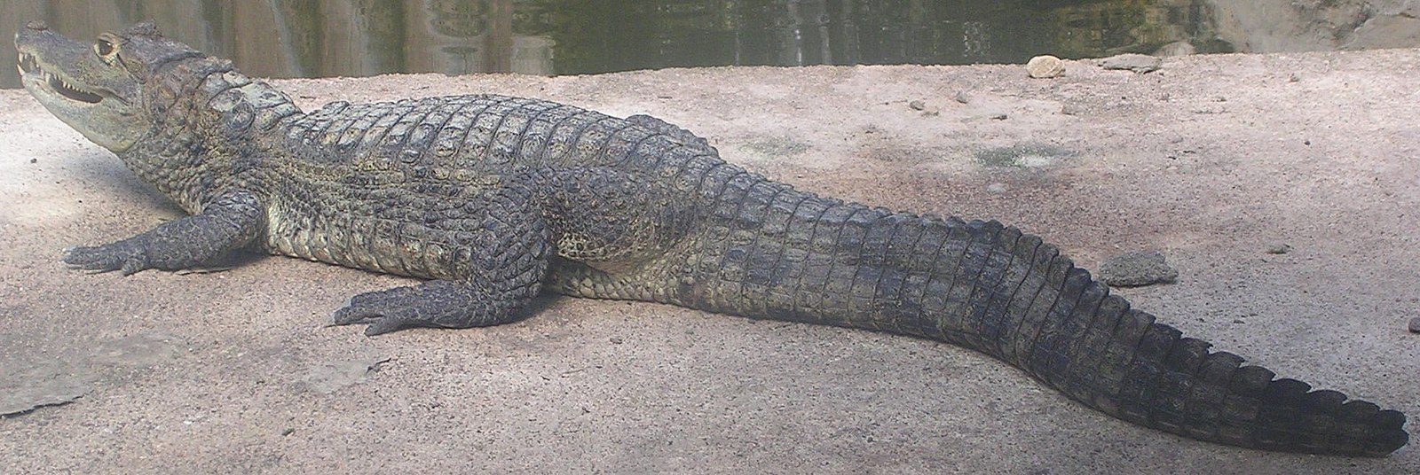 Сородич каймана и аллигатора. Caiman crocodilus. Spectacled Caiman. Крокодил Аллигатор Кайман. Широкомордый Кайман.