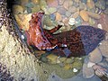 Thumbnail for File:California Sea Hare - Flickr - GregTheBusker (3).jpg