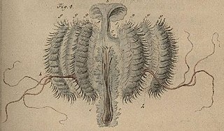 <i>Callianira hexagona</i> Species of comb jelly