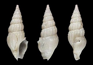 <i>Calliclava vigorata</i> Species of gastropod