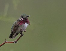 Male calliope hummingbird with its purple gorget (neck) feathers slightly extended Calliope Hummingbird (Selasphorus calliope) (9651301787).jpg