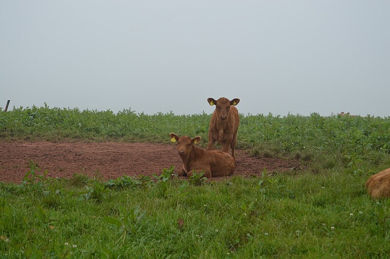 File:Calves by Malborough Green - geograph.org.uk - 5943329.jpg