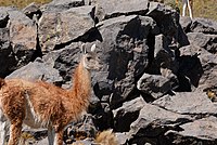 Guanaco (lama guanicoe) en el paraje Auca Mahuida, Neuquen, Argentina.