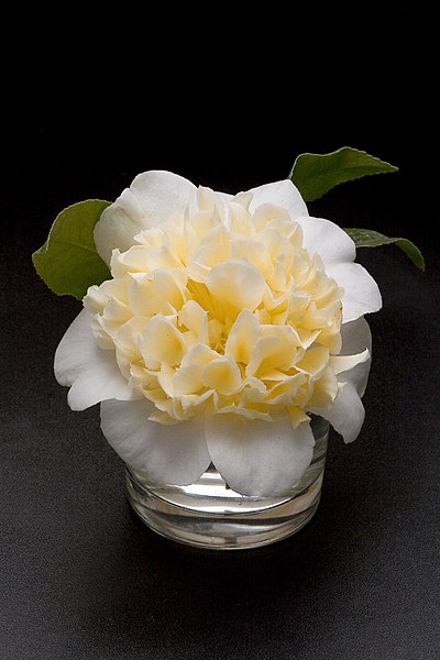 File:Camellia.japonica.cv.Jurys.Yellow.7176.jpg