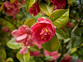 Camellia after a rain shower (Luther Burbank Home and Gardens).