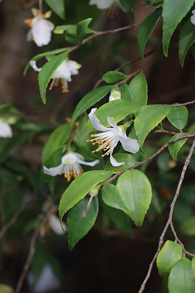 File:Camellia fraterna IMG 7261.JPG