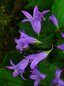 Campanula patula Flowers