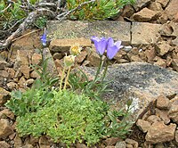 Campanula scabrella.jpg