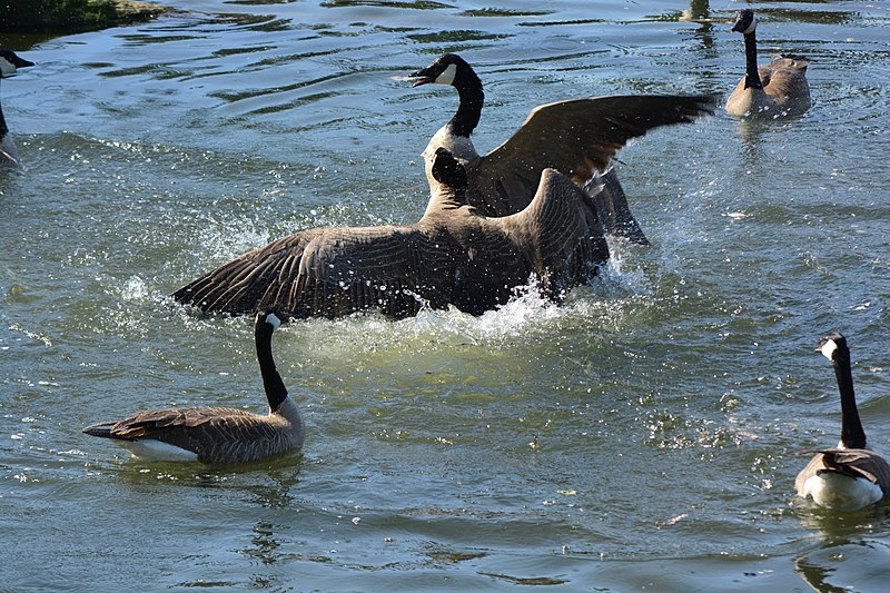 File:Canada Geese fighting near North Wind's Weir 03.jpg