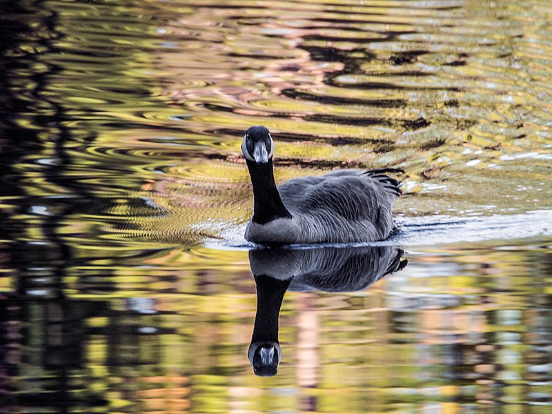 File:Canada Goose on Hirschman's Pond - Flickr - larry^flo.jpg