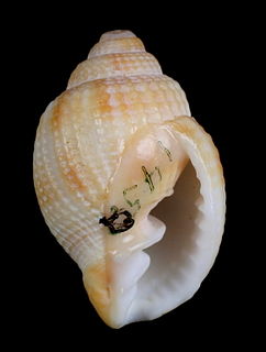 <i>Cancellaria ovata</i> Species of gastropod