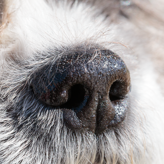 Nose organ that smells and facilitates breathing