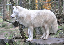 Canis lupus arctos qtl1.jpg