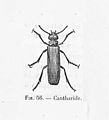 Cantharide - insecte dessiné.jpg