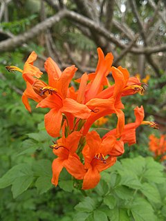 <i>Tecoma capensis</i>