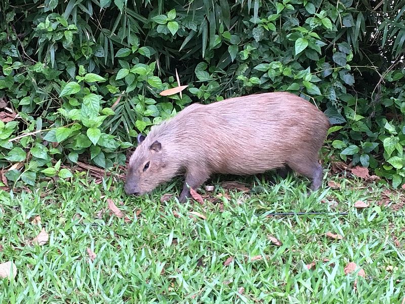 File:Capivara em foz do iguaçu.jpg