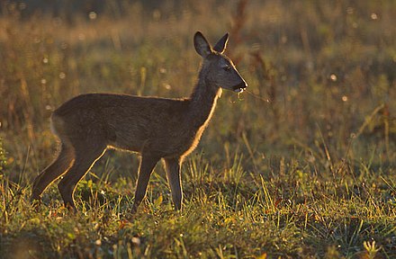 Roe deer in a grassland area