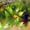 Physcomitrella patens, Photo by Portulan