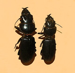 <i>Scarites striatus</i> Species of beetle