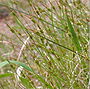 Zegge (Carex)