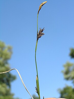 Beskrivelse av bildet Carex michelii2.JPG.