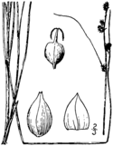 Carex seorsa drawing 1.png