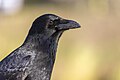 * Nomination Portrait of a carrion crow (Corvus corone) in parc Georges-Valbon, France. --Alexis Lours 21:32, 19 November 2023 (UTC) * Promotion  Support Good quality. --Jakubhal 04:58, 20 November 2023 (UTC)