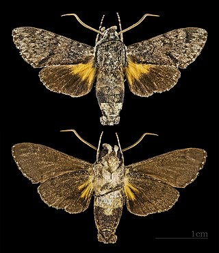 <i>Cautethia spuria</i> Species of moth